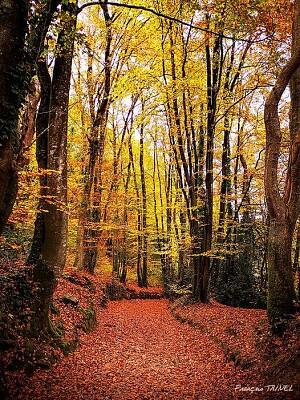 Ploemeur Parc de Kerihuer jigsaw puzzle