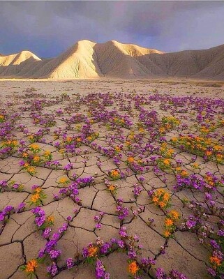 Flores del desierto jigsaw puzzle