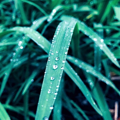 Droplets of Rain jigsaw puzzle