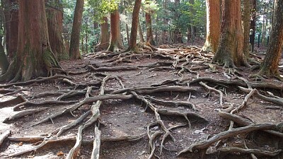 a jigsaw puzzle
