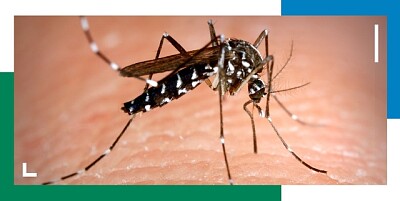 mosquito aedes aegypti