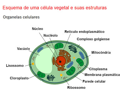 Célula vegetal jigsaw puzzle