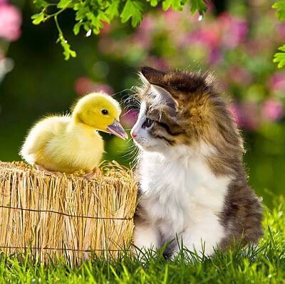 小貓與小鴨