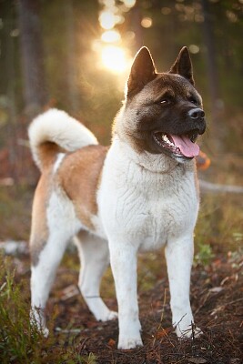 AKITA jigsaw puzzle