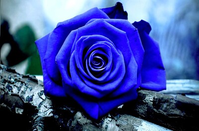 Rosa azul