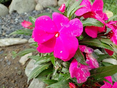 FLORES