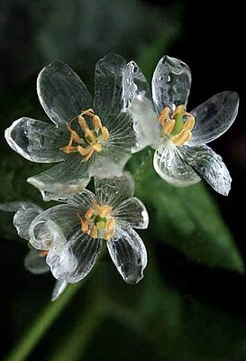 flores cristal