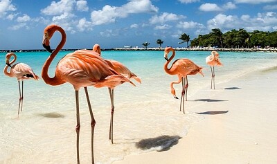 Flamands roses sur une plage