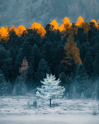 פאזל של invierno