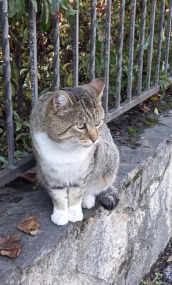 Gatto randagio