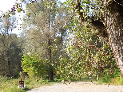 bosco a roccafranca