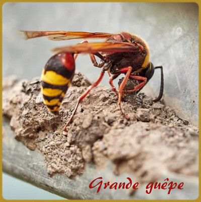 Grande guêpe jigsaw puzzle