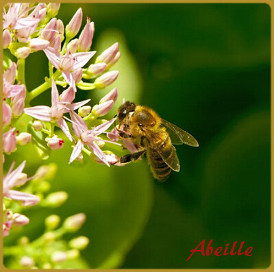 פאזל של Abeille