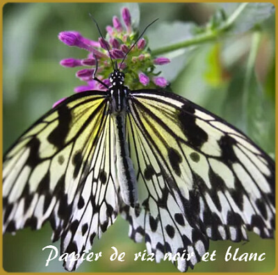 Papillon jigsaw puzzle