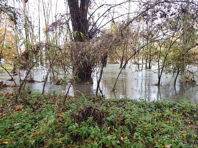 bosco invaso dall 'acqua jigsaw puzzle