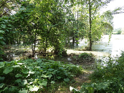 bosco pieno d 'acqua