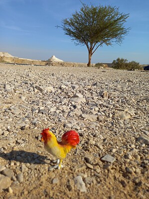 desert doll