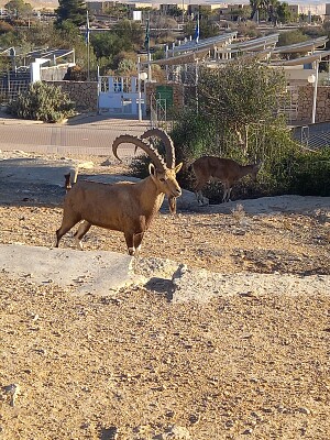 mail ibex