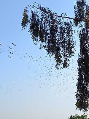 Migrating birds