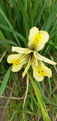 NOV IRIS