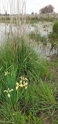 NOV IRIS FIELD