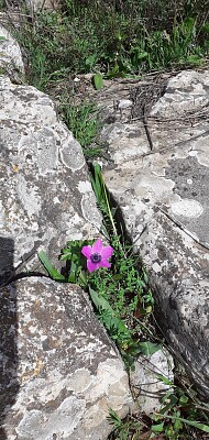 flower between rocks
