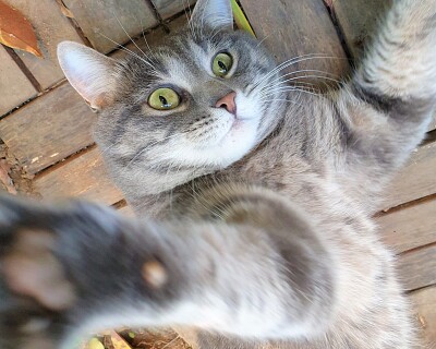 פאזל של Gatto che fa un selfie