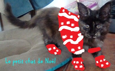 Le petit chat de Noël #chat