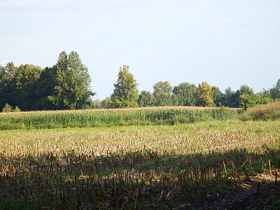 campi di granoturco