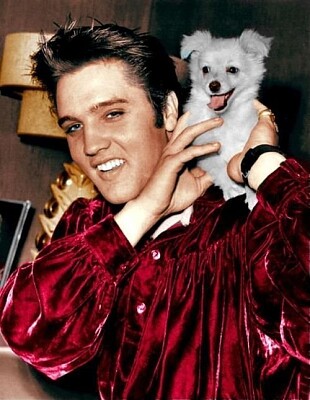 ELVIS ' PUPPY