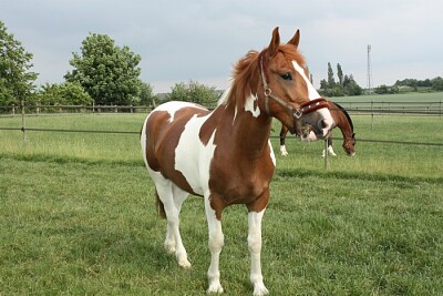 פאזל של cheval pie