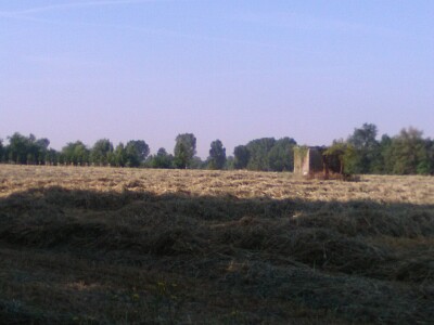 campo di grano