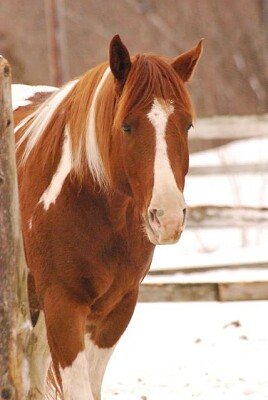 CHEVAL PIE