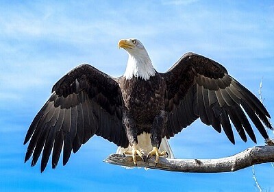 Aguila real