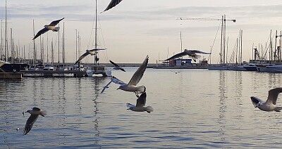 alicante-puerto