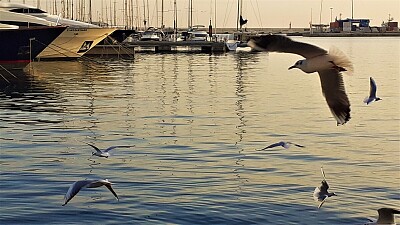 alicante-puerto jigsaw puzzle