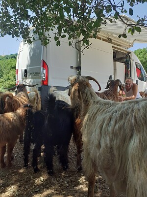 פאזל של goats