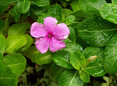 פאזל של Violet Flower
