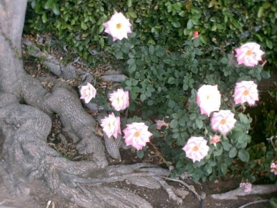 Little White Flowers