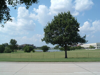 Tree in Park