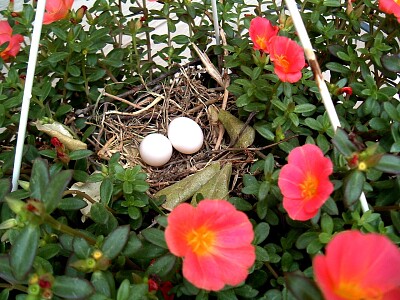 Nest   Eggs