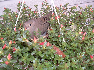 Palomina in Flower Pot jigsaw puzzle