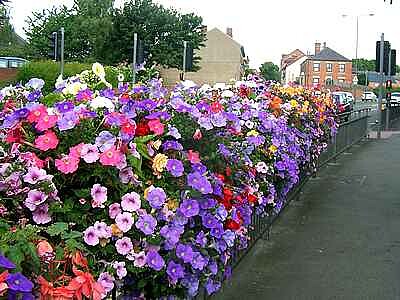 Summer Flowers jigsaw puzzle