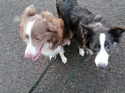 Border collies jigsaw puzzle