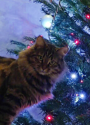 chat au sapin