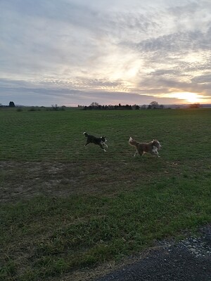 Border Collies running