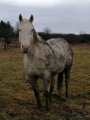 Muddy quarter horse jigsaw puzzle