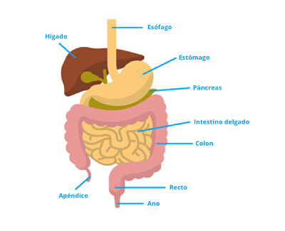 פאזל של Sistema digestivo