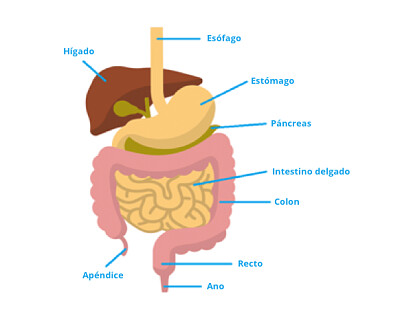 Sistema digestivo jigsaw puzzle