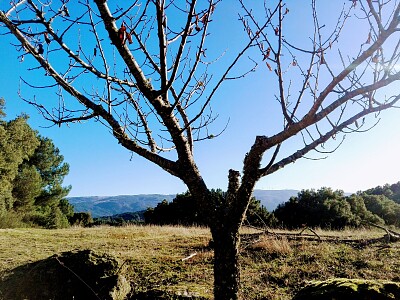 פאזל של NATURALEZA